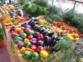 Fresh fruit and vegetables for sale in the market in Boquete, Panama