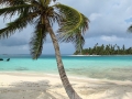 A palm tree sways on the white sand beaches of the San Blas Islands, Panama.