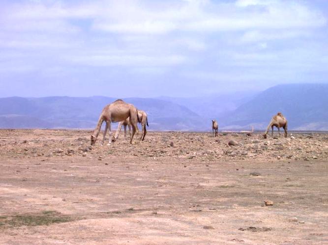 Camels on the side of the road