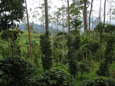 investing in coffee farms in Colombia