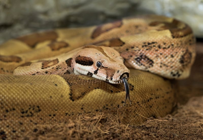 Boa constrictor imperator