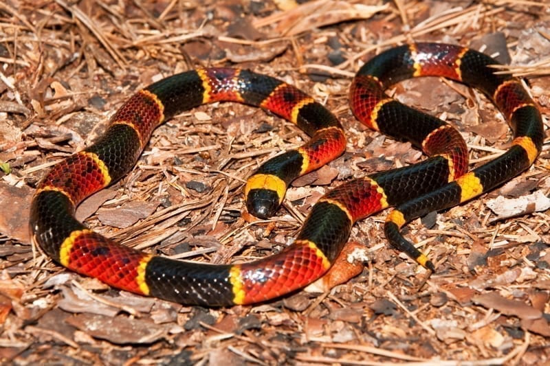 A close up of an Eastern Coral Snake