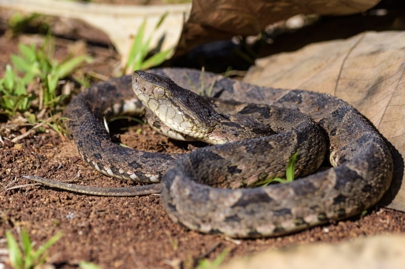 A wild fer-de-lance in defensive stance in the Carara National Park of Costa Rica