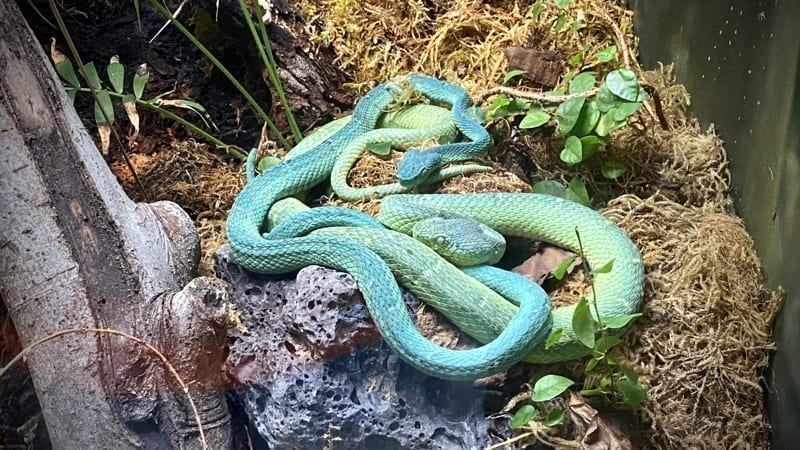 Side-Striped Palm-Pit Viper