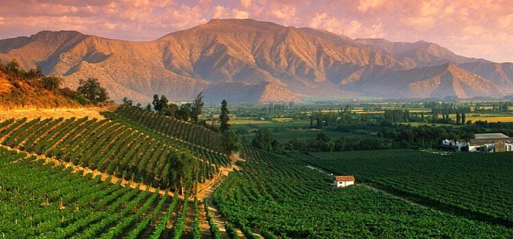 A view of the majestic vineyards and mountains famous to Argentina.