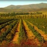 Vineyard, Mendoza, Argentina