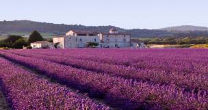France Lavender field, France