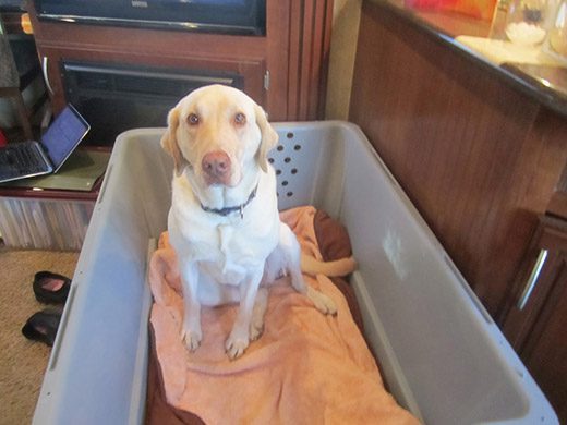 A dog in a moving crate