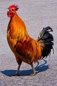 rooster-2