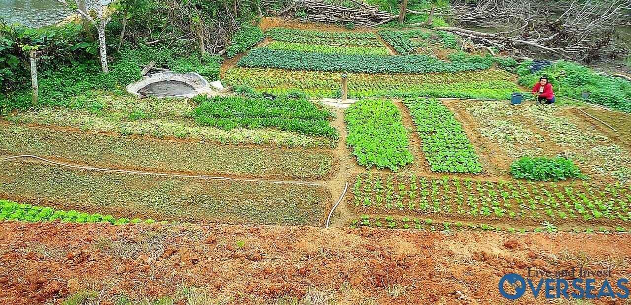 Self Sufficient Garden in Belize