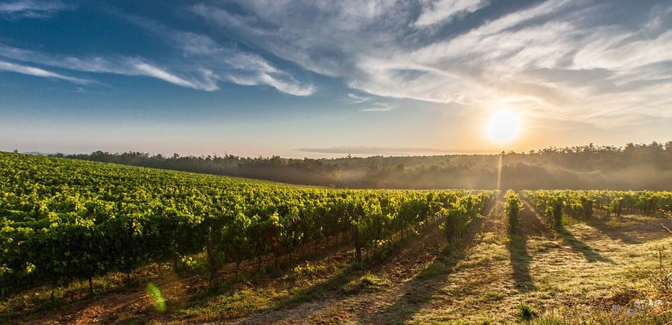 Sun shining over the green rows of vines of an Italian vineyard.