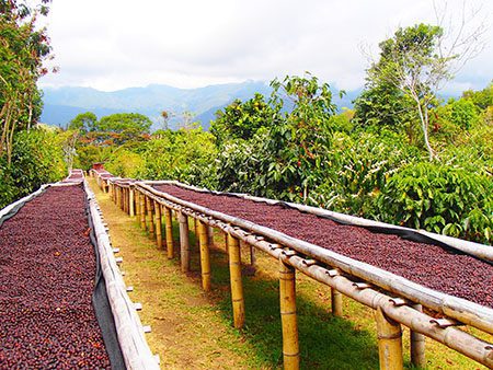 After the harvest, coffee beans drying in the tropical sun