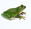 a green frog