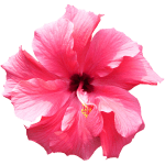 a pink hibiscus flower