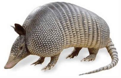 An armadillo