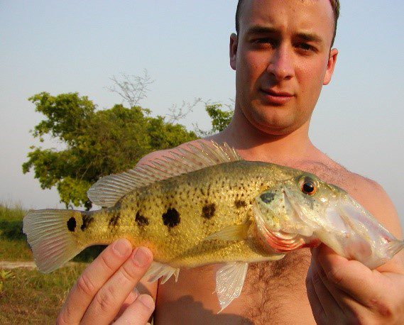 A hand holding a bay snook