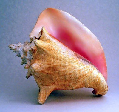 A pink conch