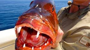 A red cuberra snapper with big pointy teeth