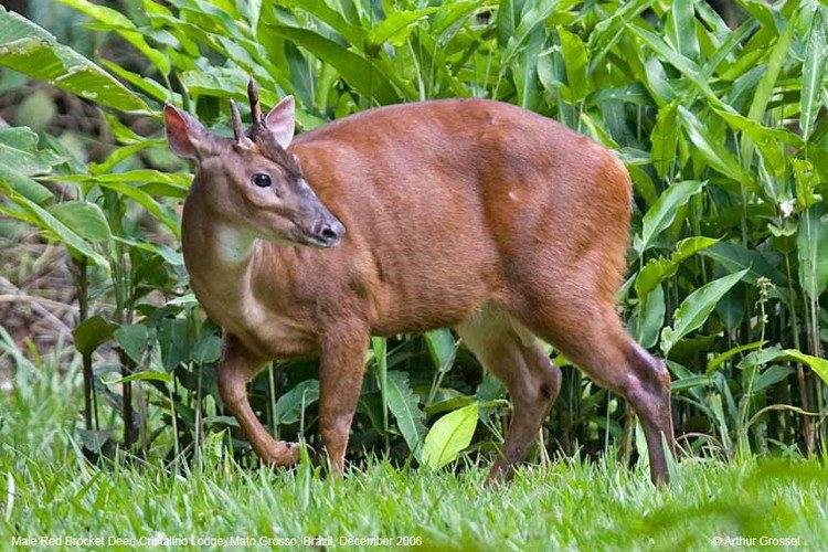 A Brocket Deer