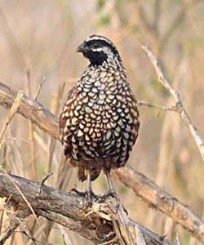 A game bird