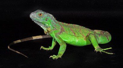 A green iguana
