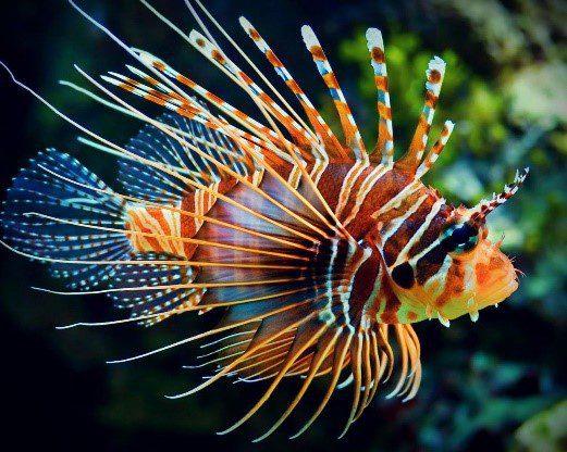 A lion fish