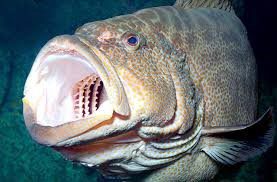 A nassau grouper with its mouth open