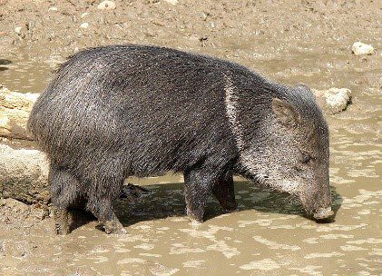 A peccary