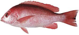 A red snapper fish