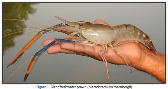 A hand holding a river lobster