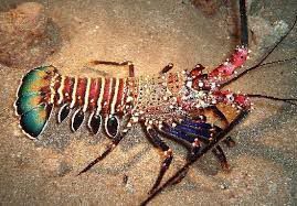 A spiny lobster on the sand