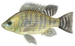A talipia fish