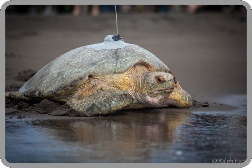A tagged turtle