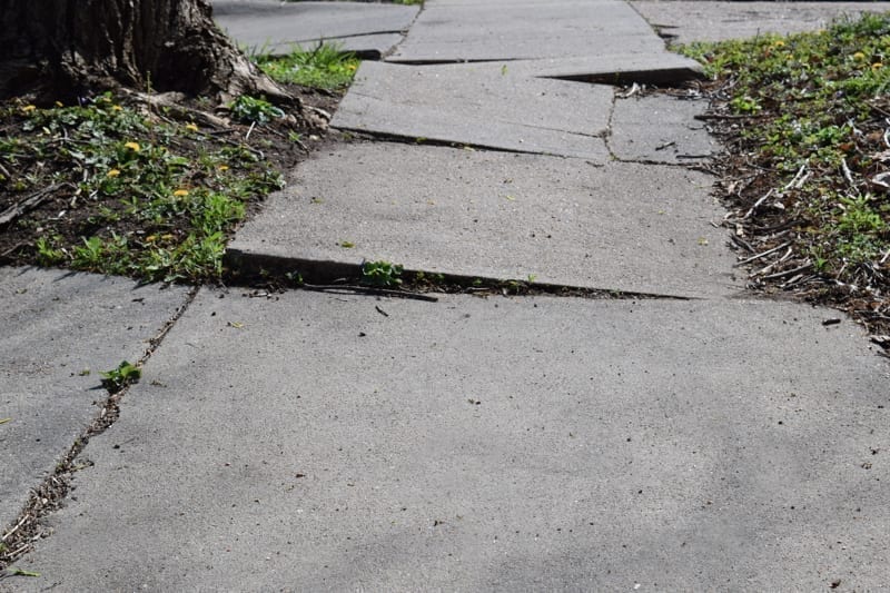 A sidewalk made uneven by tree roots.