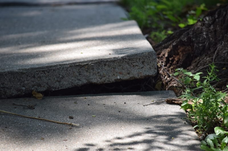 Sidewalk disheveled and damaged by tree roots.