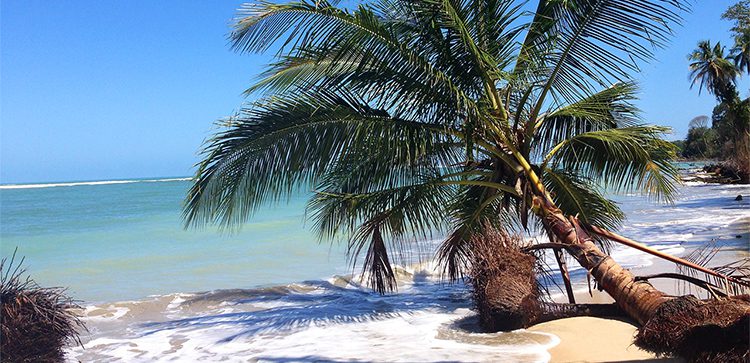 A crooked palm tree on a white sand beach