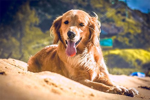 a golden retriever on the beach with his tongue sticking out