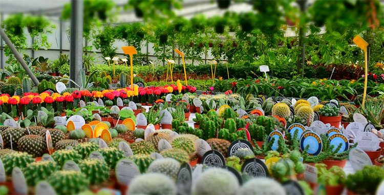 a plant bursery with a wide variety of cacti and plants