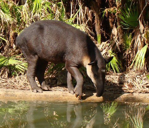 Baird's tapir
