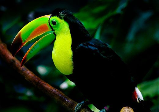 Keel-billed toucan