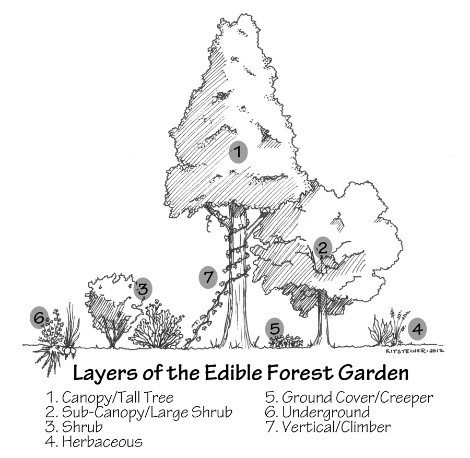 Food forest layers