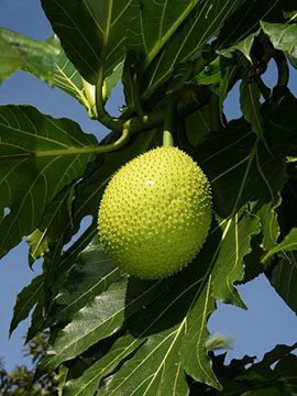 Bread fruit