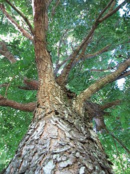Mahogany tree