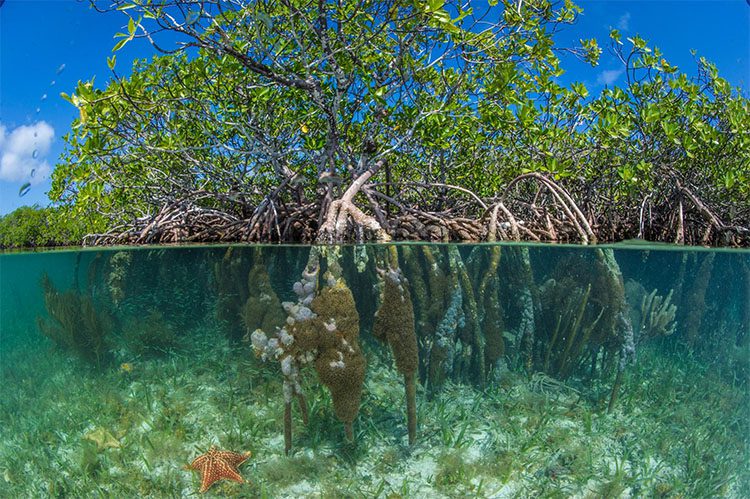 trees up top and roots underneath clear ocean water
