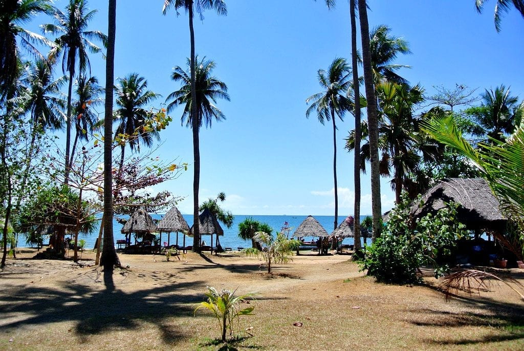 palm trees on a beach