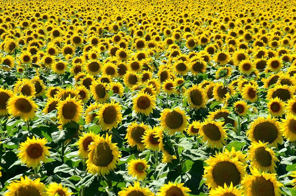 a vast field of sunflowers