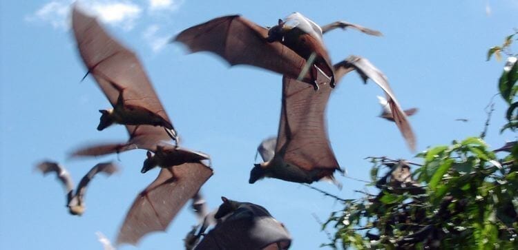 Close up of bats flying overhead on a sunny day