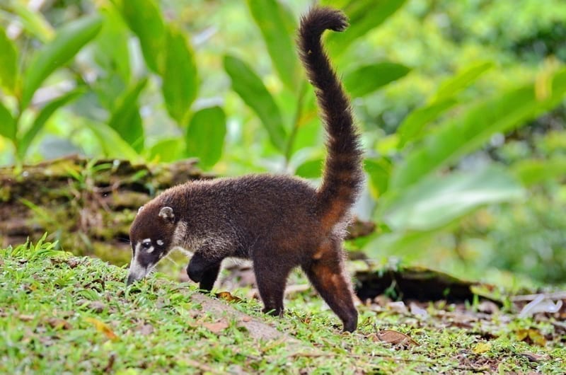 Beautiful coati walking on rainforest