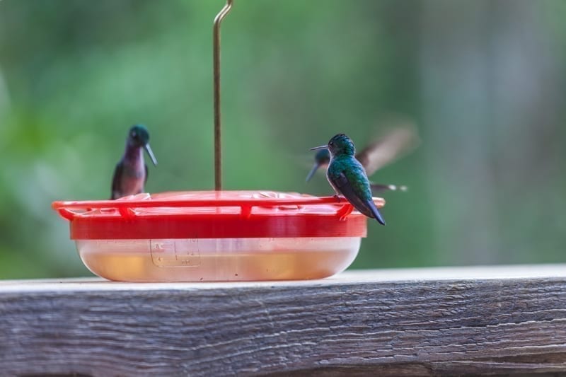 Hummingbird in Panama (near Gamboa). 