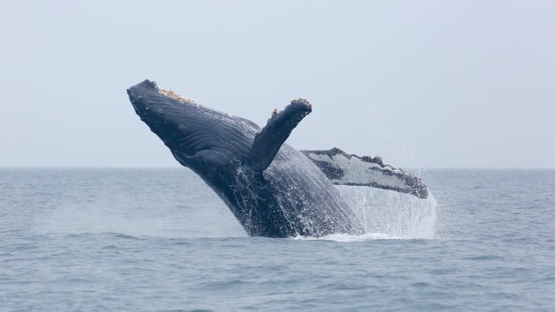 Humpback whale. 